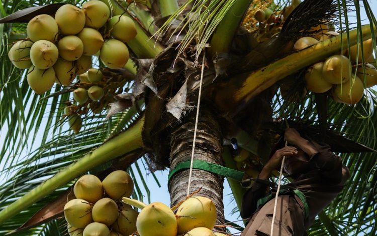 The Anam Cam Ranh Unveils Coconut Harvesting Experience - TRAVELINDEX