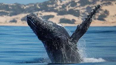 Pambele-Beach-House-whale-watching-Mozambique-uBHCpS.jpg